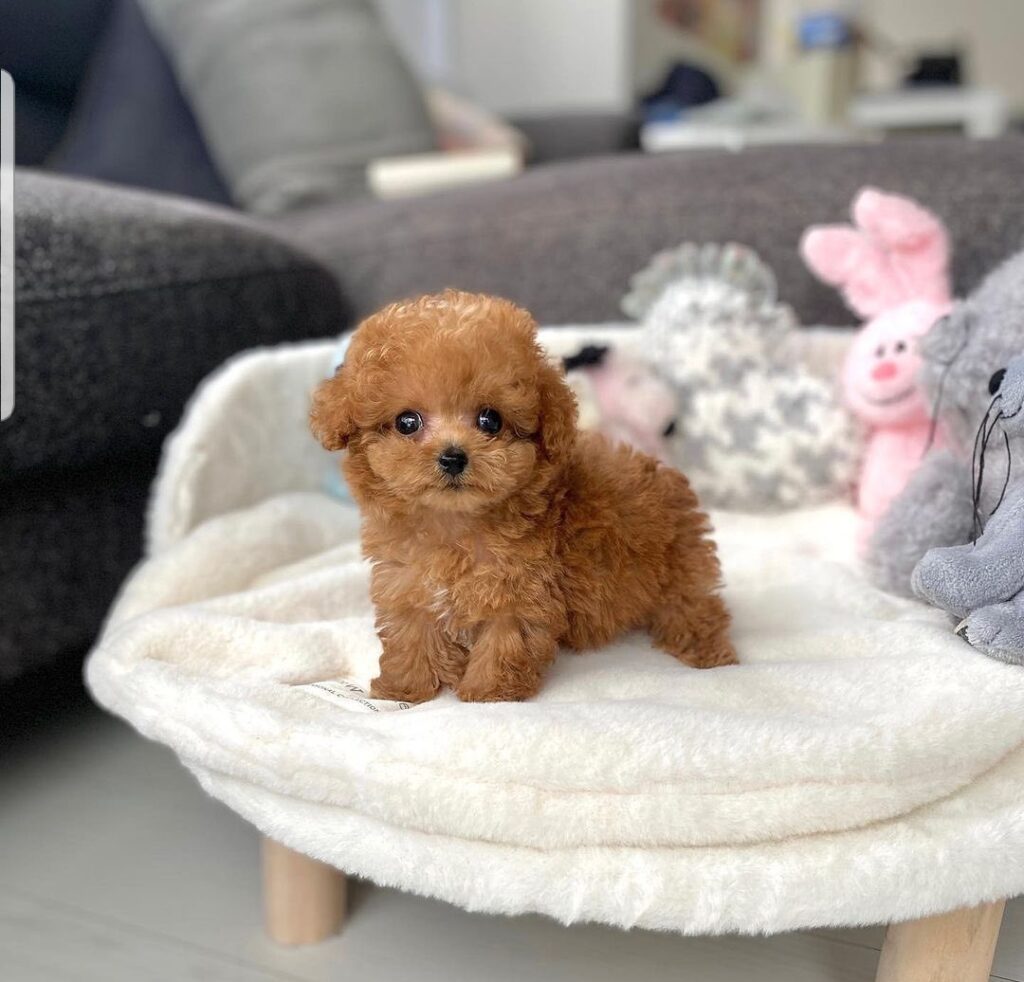 Buy Mini, Toy & Teacup Poodle Puppies in Ohio, Indiana & Missouri Micro Puppies for Sale