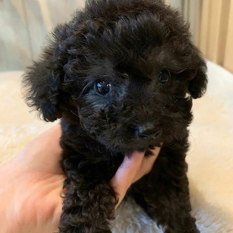 Buy Mini, Toy & Teacup Poodle Puppies in Ohio, Indiana & Missouri ...